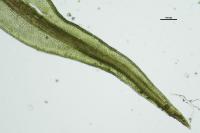 Ceratodon purpureus