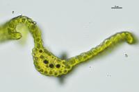 Ceratodon purpureus
