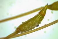 Ceratodon purpureus
