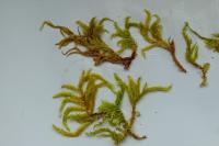 Eurhynchium striatum