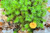 Polytrichum formosum