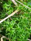 Sphagnum auriculatum