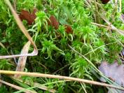 Sphagnum auriculatum