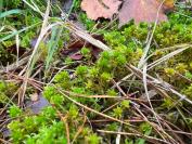 Sphagnum auriculatum