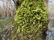 Homalothecium sericeum