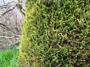 Anomodon viticulosus