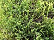 Anomodon viticulosus