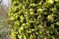 Homalothecium sericeum