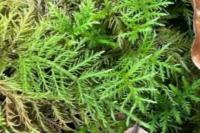 Thuidium tamariscinum