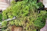Thuidium tamariscinum