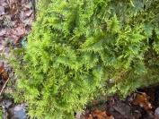 Thuidium tamariscinum