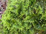 Thuidium tamariscinum