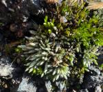 Bryum argenteum