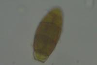 Zygodon viridissimus