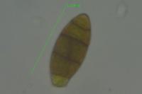 Zygodon viridissimus