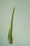 Campylopus pyriformis