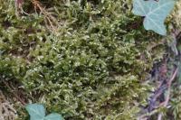 Exsertotheca crispa