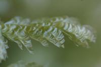 Exsertotheca crispa