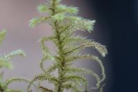 Hylocomiadelphus triquetrus