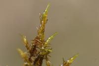 Calliergonella cuspidata