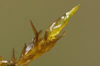 Calliergonella cuspidata