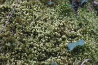 Homalothecium sericeum