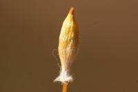 Polytrichum juniperinum