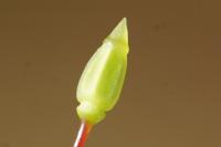 Polytrichum juniperinum