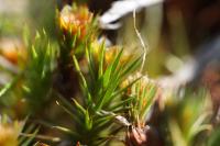 Polytrichum juniperinum