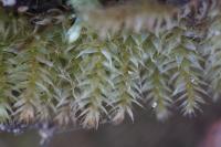 Rhynchostegium megapolitanum