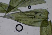 Brachythecium rutabulum