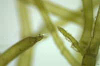 Nitella mucronata