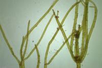 Nitella mucronata