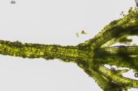 Chara vulgaris
