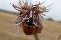 Coccinella septempunctata
