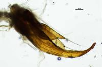 Laccophilus minutus