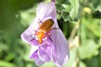 Rhagonycha fulva