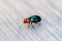 Podagrica malvae