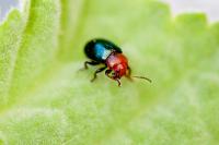 Podagrica malvae