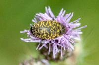 Larinus