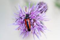 Stenurella melanura