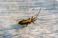 Chrysanthia viridissima
