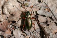 Carabus auratus