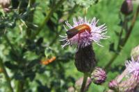 Rhagonycha fulva