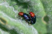 Podagrica fuscipes