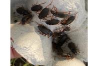 Pseudoophonus rufipes