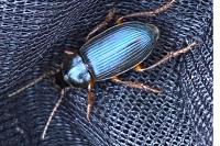 Pseudoophonus rufipes