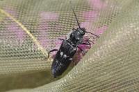 Hylotrupes bajulus
