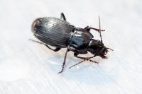 Abax parallelepipedus