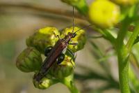 Oedemera nobilis